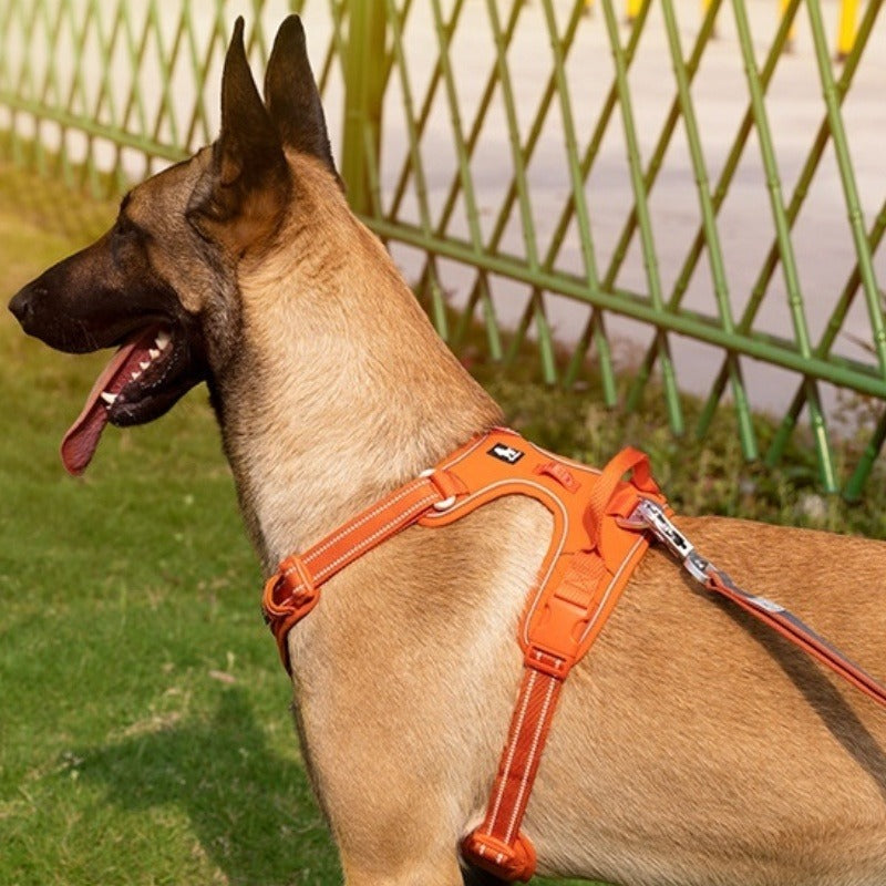 Belgian Malinois wearing TrueLove Orange Reflective Harness - Comfortable Dog Walking Harness in Action