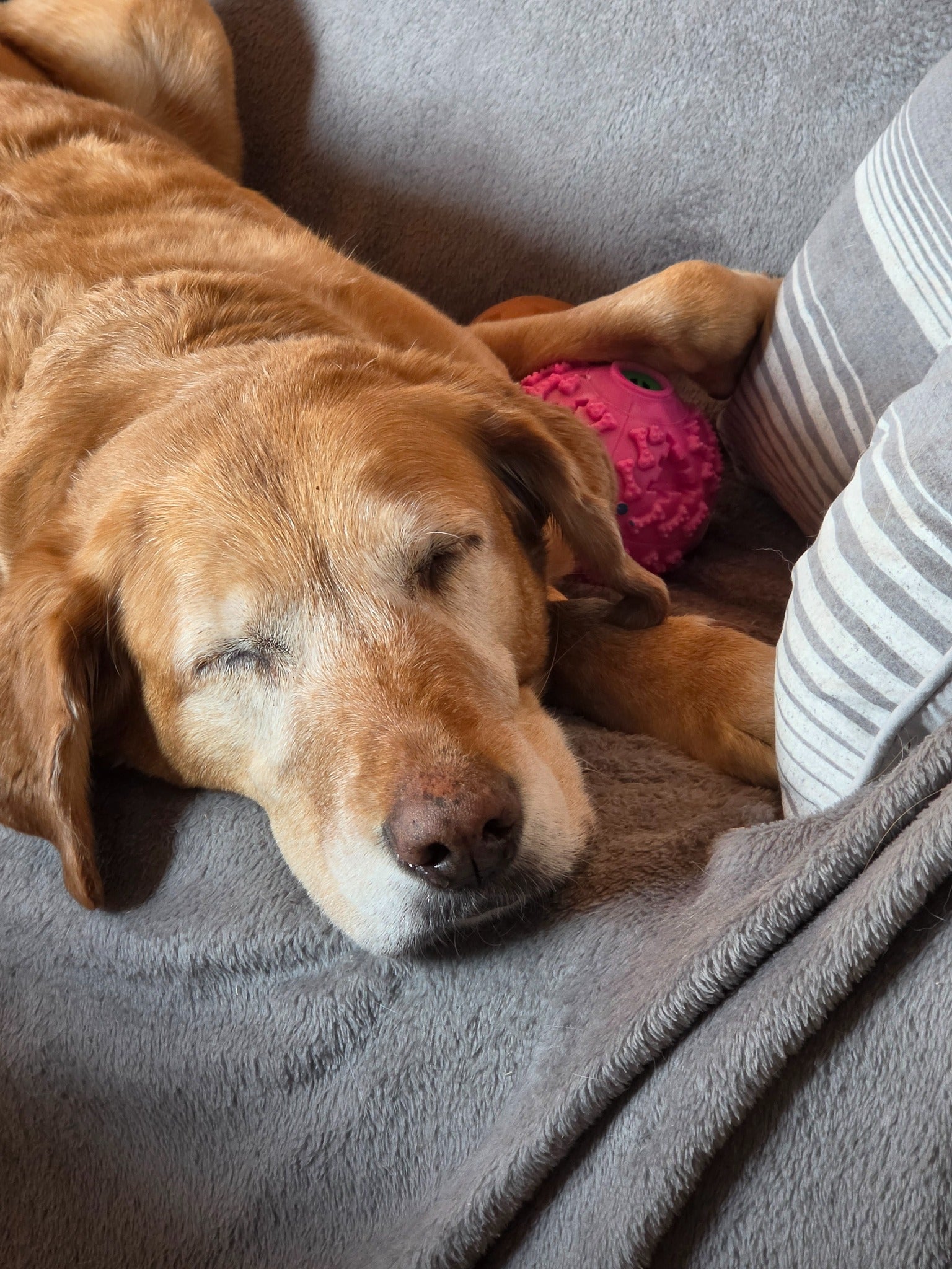 Brighty BrainBall – Golden Labrador sleeping with pink treat dispensing ball, comfort dog toy