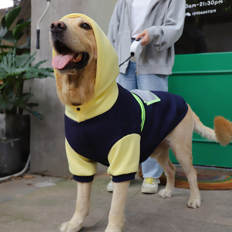 Golden retriever wearing the Black and yellow BigCozy hoodie, with the hood up and contrasting short sleeves.