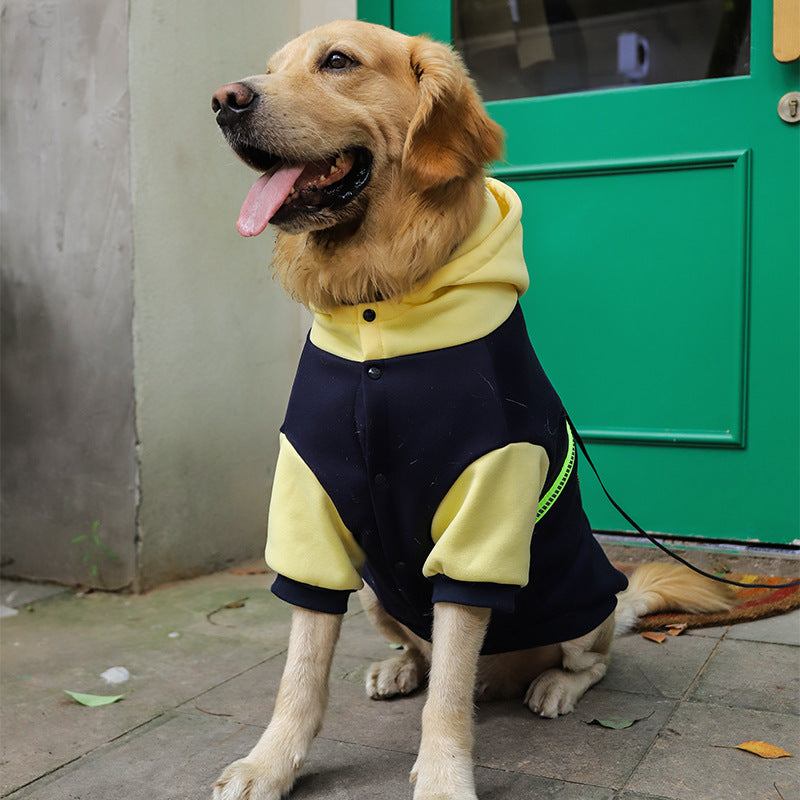 Front view of a golden retriever wearing the black and yellow BigCozy hoodie with a contrasting hood and short sleeves.