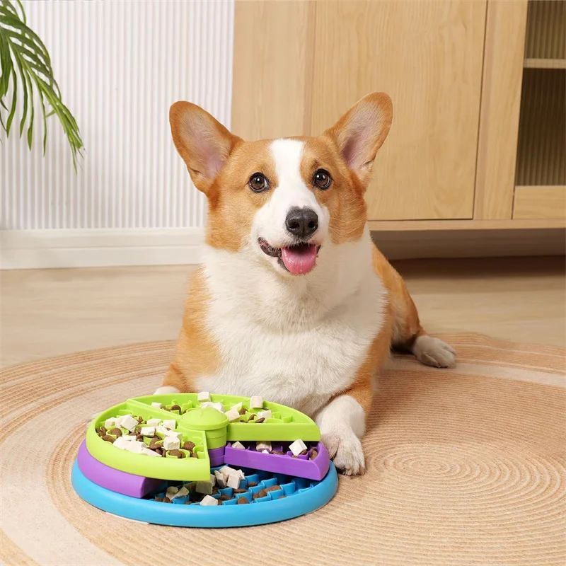 A corgi sits behind the colorful rotating food puzzle, which is filled with food in its compartments.