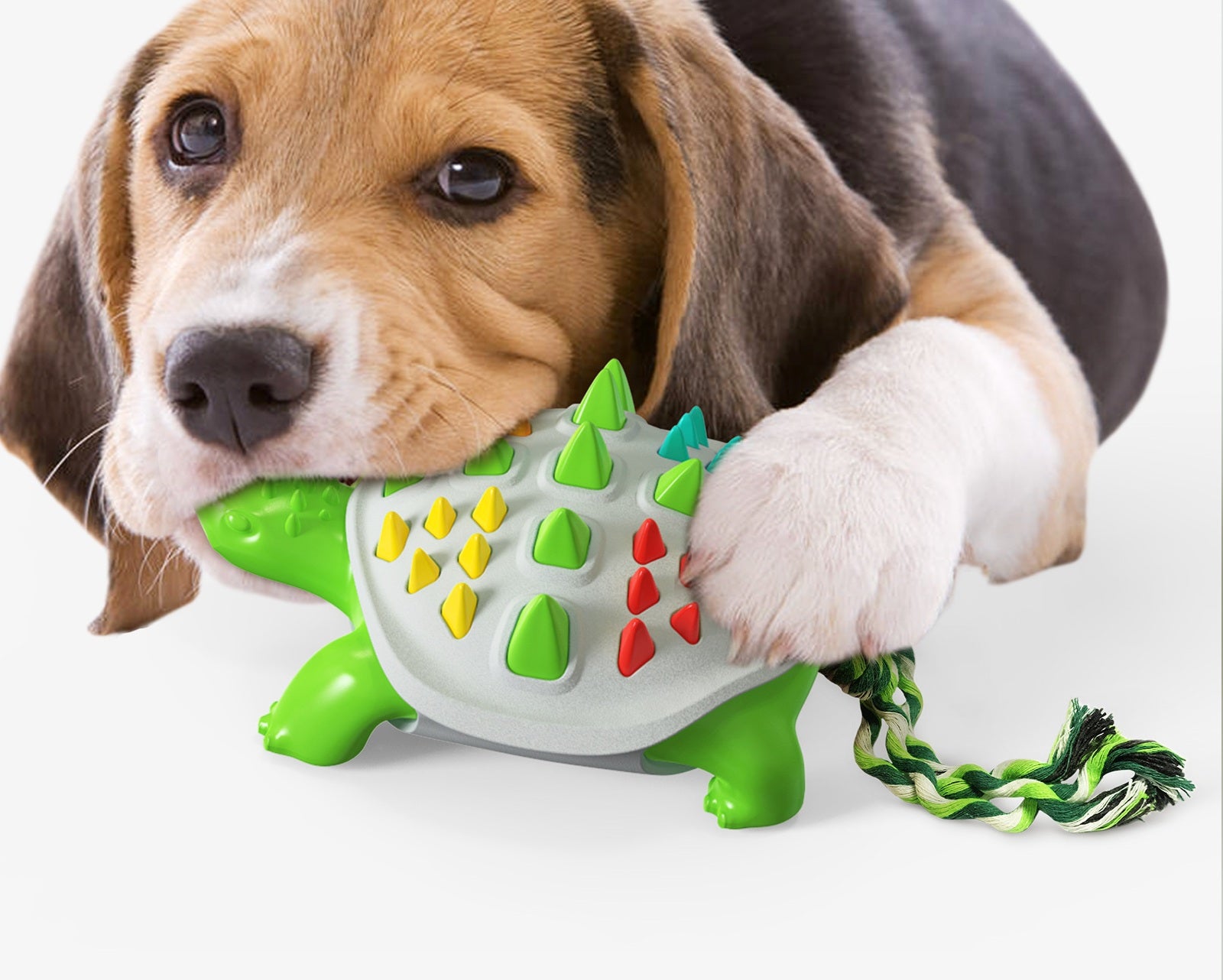 Beagle puppy chewing Brighty TurtleChew rubber dental toy with rope