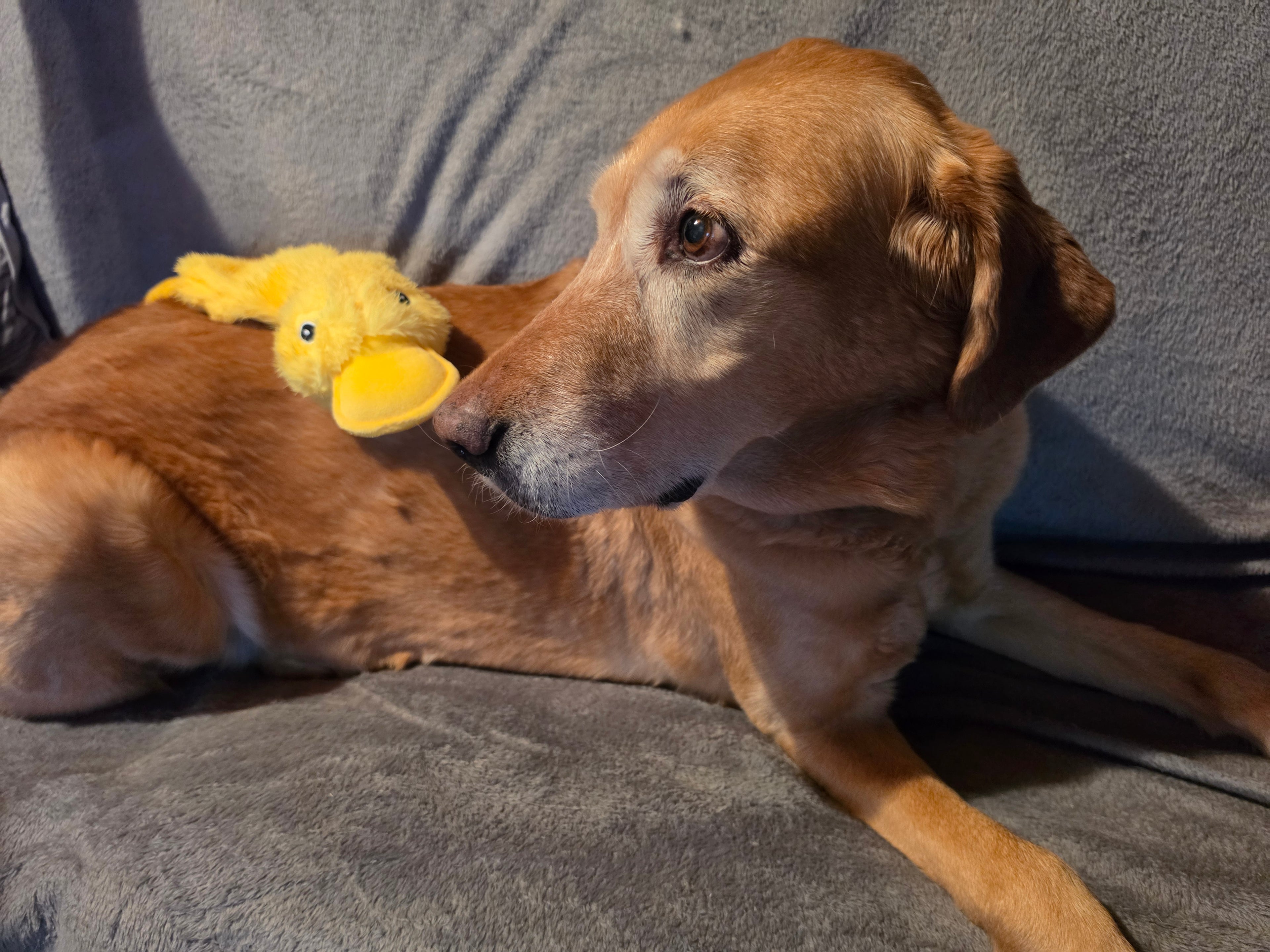 Brighty Quack – Golden Labrador resting with yellow flat duck plush toy on its back, soft dog toy