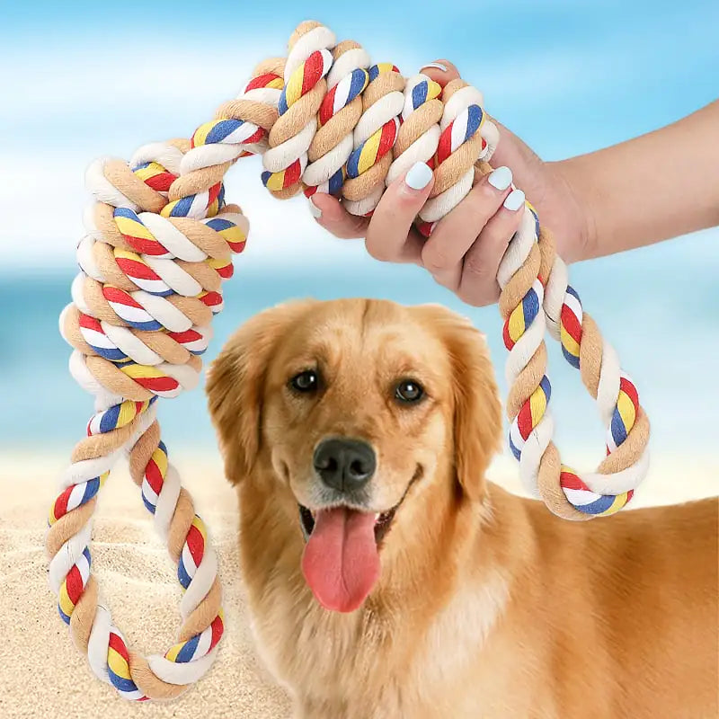 Golden retriever playing with Brighty CleanBite cotton rope toy at the beach